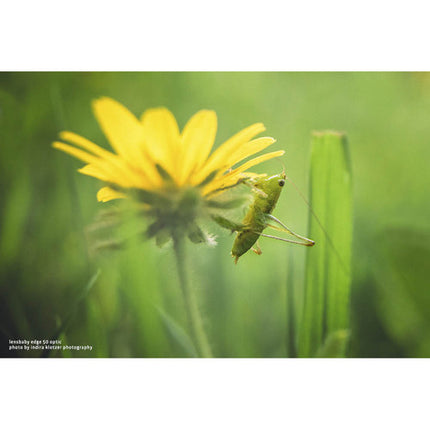 Lensbaby Edge 50 Objetivo para Formato Completo con Diafragma 9 Lamas y Enfoque Manual