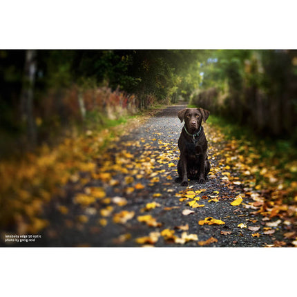 Lensbaby Edge 50 Objetivo para Formato Completo con Diafragma 9 Lamas y Enfoque Manual