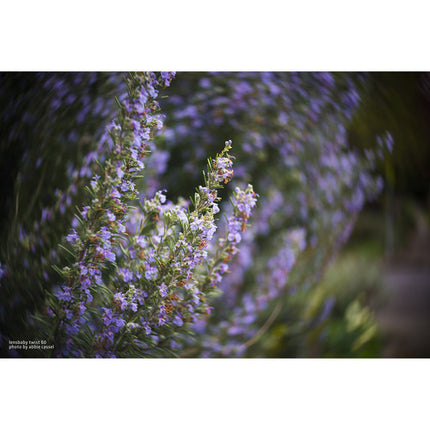 Lensbaby Fixed Body Twist 60mm f2.5 para Sony E con Control Manual