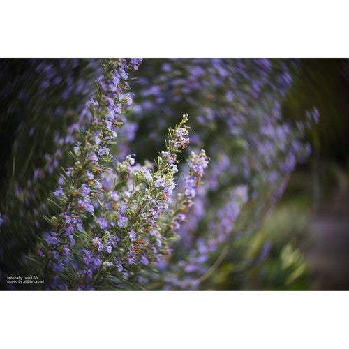 Lensbaby Fixed Body Twist 60mm f2.5 para Sony E con Control Manual