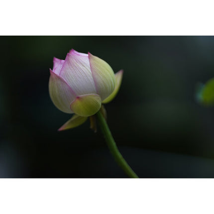 Sigma 85mm f1.4 DG DN Art Objetivo para Leica L con 11 Palas y Motor AF