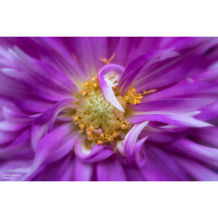 Lensbaby Spark 2.0 con óptica Sweet 50 para Canon RF lente con apertura f/2.5 a f/22 y enfoque mínimo 1.1 ft