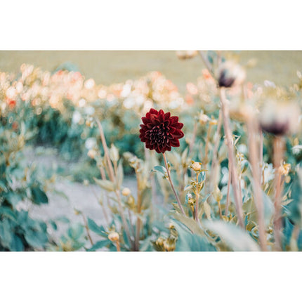 Meyer-Optik Gorlitz Trioplan 50mm f/2.8 II Lente con Bokeh Para FUJIFILM X