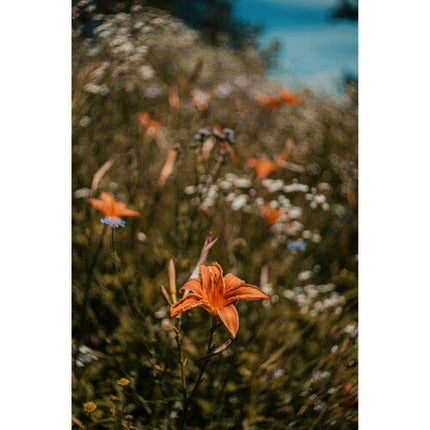 Meyer-Optik Gorlitz Trioplan 50mm f/2.8 II Lente con Bokeh Para FUJIFILM X