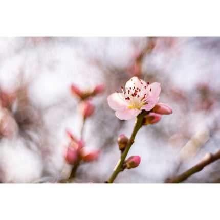 Meyer-Optik Gorlitz Trioplan 50mm f/2.8 II Lente con Bokeh Para FUJIFILM X