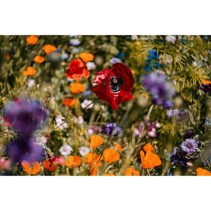 Meyer-Optik Gorlitz Trioplan 50mm f/2.8 II Lente con Bokeh Para FUJIFILM X