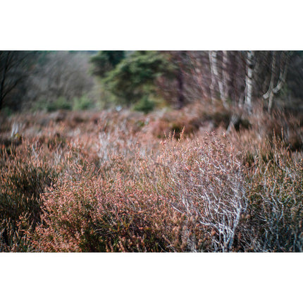Meyer-Optik Gorlitz Primoplan 58mm f/1.9 II Lente Sony E Full Frame 52mm