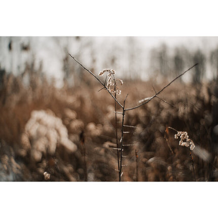 Meyer-Optik Gorlitz Primoplan 58mm f/1.9 II Lente Sony E Full Frame 52mm