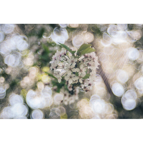 Meyer-Optik Gorlitz Trioplan 100mm f/2.8 II Teleobjetivo Full Frame para Leica M con Bokeh Soap Bubble