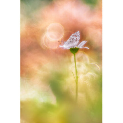 Meyer-Optik Gorlitz Trioplan 100mm f/2.8 II Teleobjetivo Full Frame para Leica M con Bokeh Soap Bubble