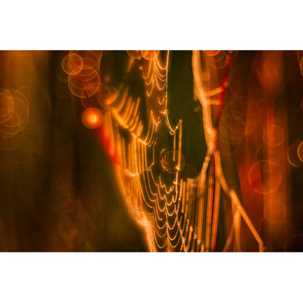 Meyer-Optik Gorlitz Trioplan 100mm f/2.8 II Teleobjetivo Full Frame para Leica M con Bokeh Soap Bubble
