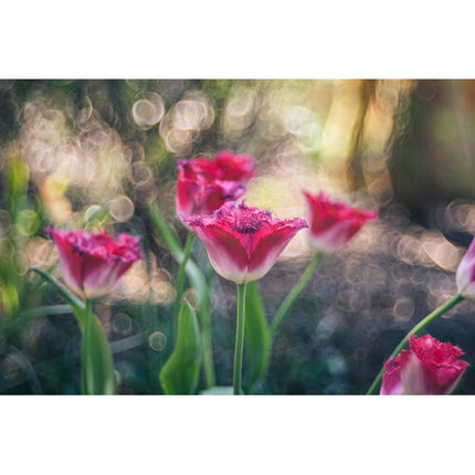 Meyer-Optik Gorlitz Trioplan 100mm f/2.8 II Teleobjetivo Full Frame para Leica M con Bokeh Soap Bubble