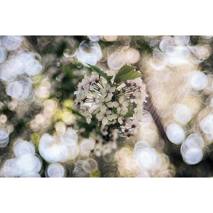 Meyer-Optik Gorlitz Trioplan 100 f2.8 II Objetivo para Nikon Z con 15 Lamas de Diafragma y Ángulo de 24°