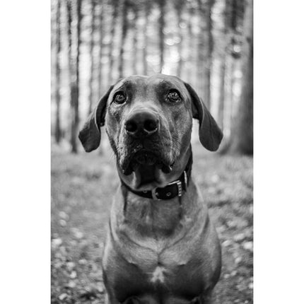 Meyer-Optik Gorlitz Trioplan 35mm f2.8 II Lente para Canon EF Full Frame 52mm