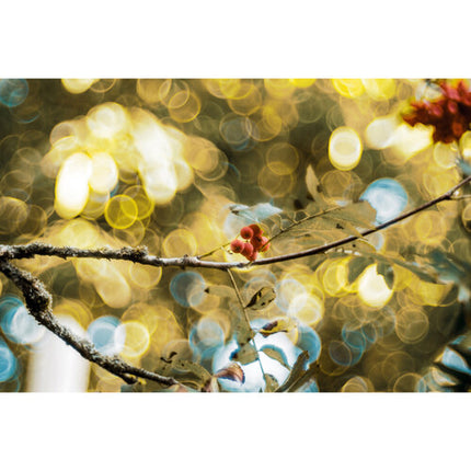 Meyer-Optik Gorlitz Trioplan 100 f2.8 II Lente para Canon RF 24° Ángulo 15 Láminas