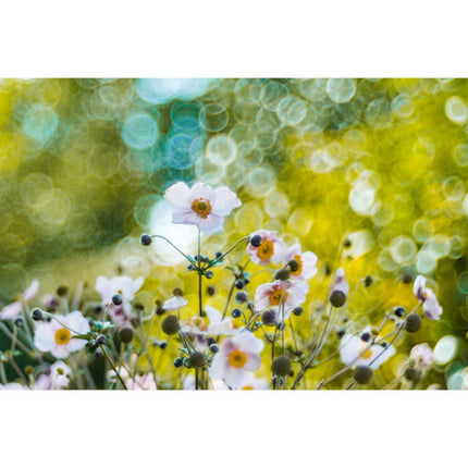Meyer-Optik Gorlitz Trioplan 100 f2.8 II Lente para Canon RF 24° Ángulo 15 Láminas