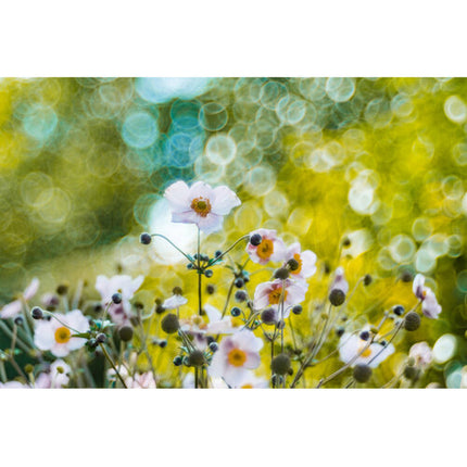 Meyer-Optik Gorlitz Trioplan 100 f2.8 II Objetivo para Nikon Z con 15 Lamas de Diafragma y Ángulo de 24°