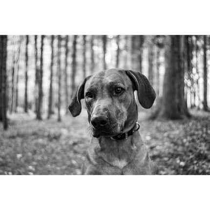 Meyer-Optik Gorlitz Trioplan 35mm f2.8 II Lente para Canon EF Full Frame 52mm