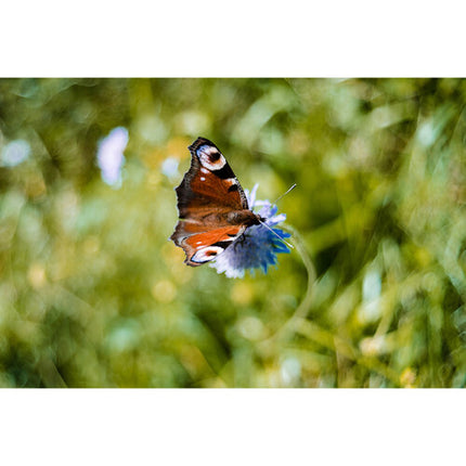 Meyer-Optik Gorlitz Lydith 30mm f3.5 II Lente para Canon RF Full Frame Apertura f3.5 a f22 Manual