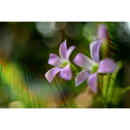 Meyer-Optik Gorlitz Lydith 30mm f3.5 II Lente para Canon RF Full Frame Apertura f3.5 a f22 Manual