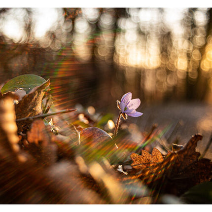 Meyer-Optik Gorlitz Lydith 30mm f3.5 II Lente para Canon RF Full Frame Apertura f3.5 a f22 Manual