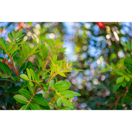 Meyer-Optik Gorlitz Trioplan 50mm f/2.8 II Lente para Nikon Z con Bokeh y Distancia Mínima 15.7"