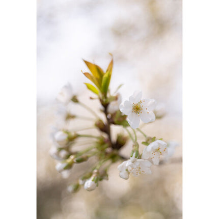 Meyer-Optik Gorlitz Trioplan 50mm f/2.8 II Lente para Nikon Z con Bokeh y Distancia Mínima 15.7"