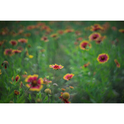 Meyer-Optik Gorlitz Primoplan 58mm f1.9 II Lente para Canon RF Full Frame con Distancia Mínima 2' y Rosca 52mm