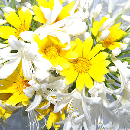 Nisha Lente Close-Up +2 77mm para Fotografía Macrofotografía