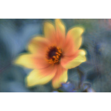 Lensbaby Fixed Body con óptica creativa 50mm f2.5-22 para Sony E
