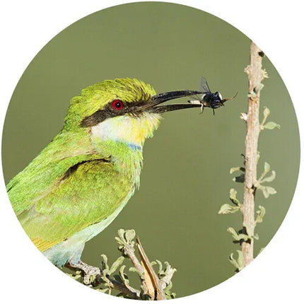 SWAROVSKI OPTIK 8.5x42 EL Binoculares con lente fluoruro ángulo 60° estuche y correa