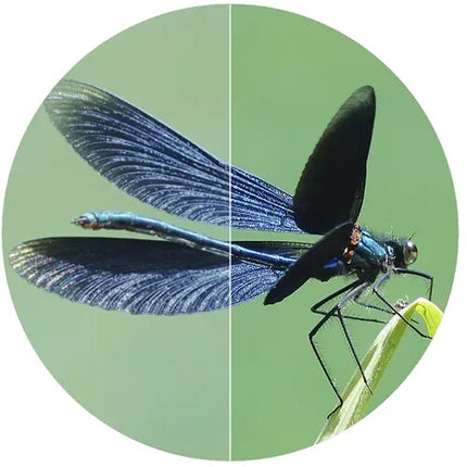SWAROVSKI OPTIK 8.5x42 EL Binoculares con lente fluoruro ángulo 60° estuche y correa