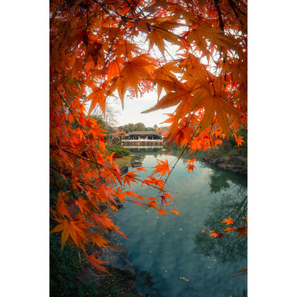 7Artisans 7.5mm f/2.8 II Lente Ojo de Pez Micro Cuatro Tercios 190° 15mm