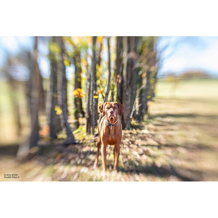 Lensbaby Composer Pro II Micro Cuatro Tercios 50mm f2.5-22 con doble óptica de vidrio