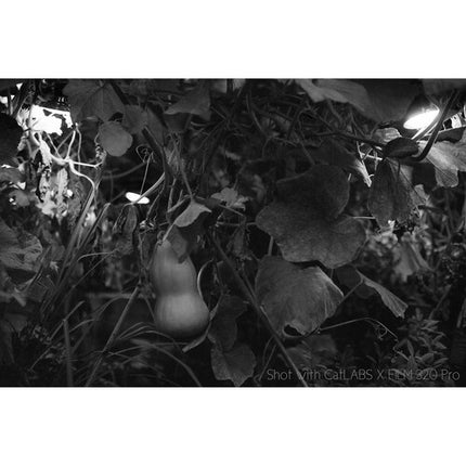 CatLABS X Film 320 Pro película en blanco y negro 120 ISO 320 grano fino