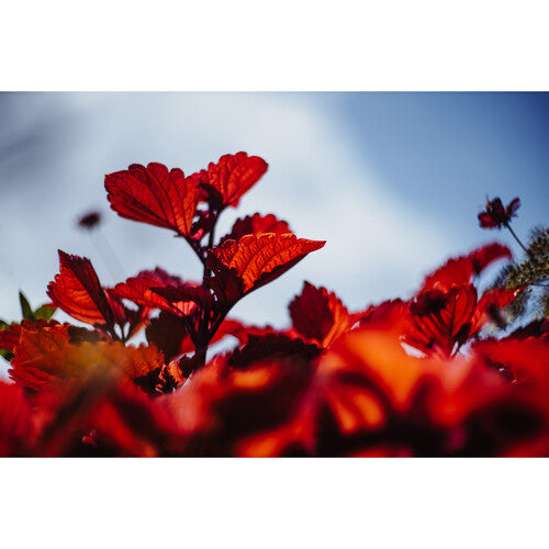 Meyer-Optik Gorlitz Biotar 75mm f1.5 II Lente Telefoto para Nikon Z Full-Frame