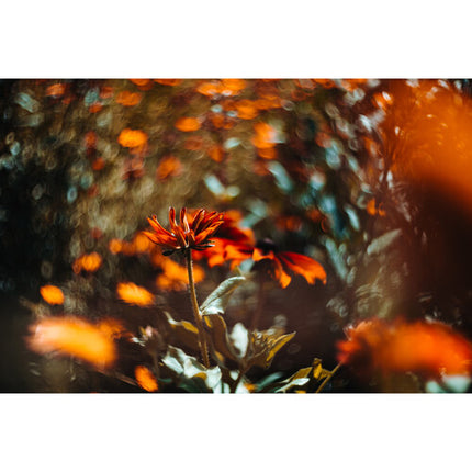 Meyer-Optik Gorlitz Biotar 75mm f/1.5 II Lente Canon EF Enfoque Manual