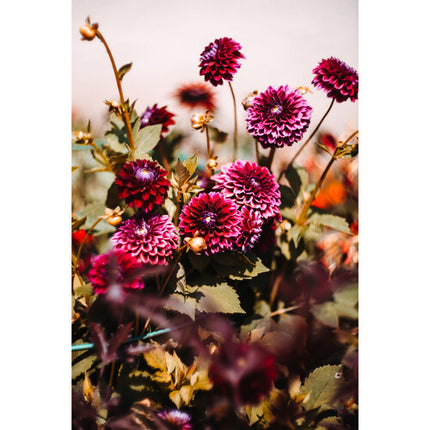 Meyer-Optik Gorlitz Biotar 75mm f/1.5 II Lente Teleobjetivo Sony E Full-Frame