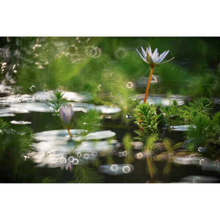 NiSi 250mm f5.6 Lente Reflex para Hasselblad X Medio Formato Manual