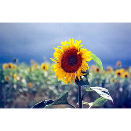 KONO Delight Art 100 Película Negativa Color 35mm ISO 100 36 Exposiciones