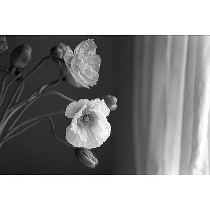 Kodak Professional Tri-X 400 Película Negativa Blanco y Negro ISO 400 36 Exposiciones 35mm