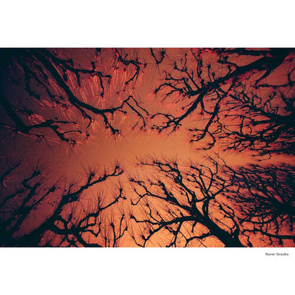 KONO ROTWILD No 2 Película negativa color 35mm ISO 100-400 36 exposiciones