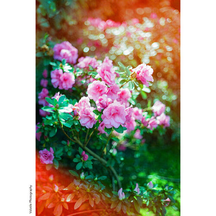 KONO ORIGINAL SUNSTROKE 200 Película Fotográfica Color Negativo 35mm ISO 200 36 Exposiciones
