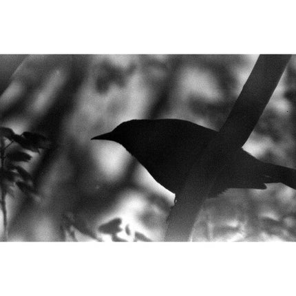 Film Photography Project película en blanco y negro rayos X 35mm ISO 200-400 24 exposiciones