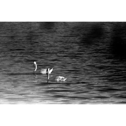 Film Photography Project película en blanco y negro rayos X 35mm ISO 200-400 24 exposiciones