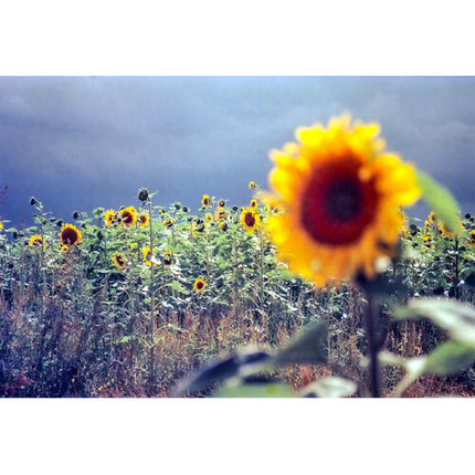 KONO Delight Art 100 película negativa color 35mm 36 exposiciones ISO 100