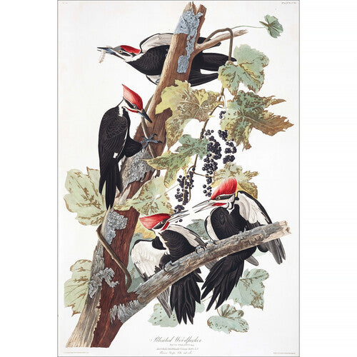 LCIX Editions Birds of South Carolina Vol. 1 Edición 1910 Clásica
