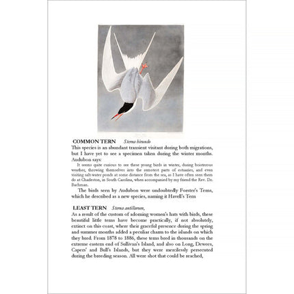 LCIX Editions Birds of South Carolina Vol. 1 Edición 1910 Clásica