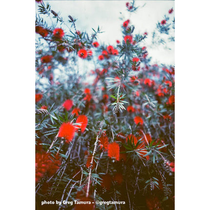 Film Photography Project SUN Color ISO 1 Película Negativa 35mm 24 Exposiciones Diurna