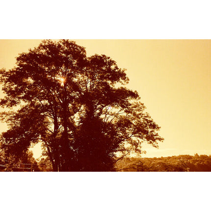 Film Photography Project Red Scale película color negativo 35mm 24 exposiciones ISO 25 DX codificada